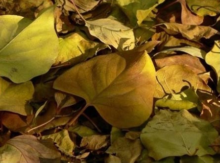 ���Ĳɣ����~--���֮��