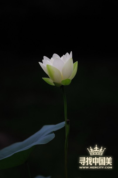 玉壺之冰參賽心得