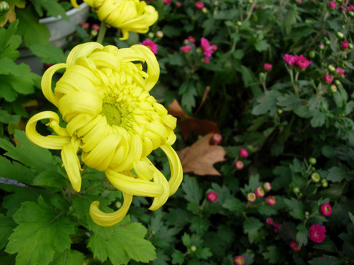 ���g����ǧ�t����(d��)��������