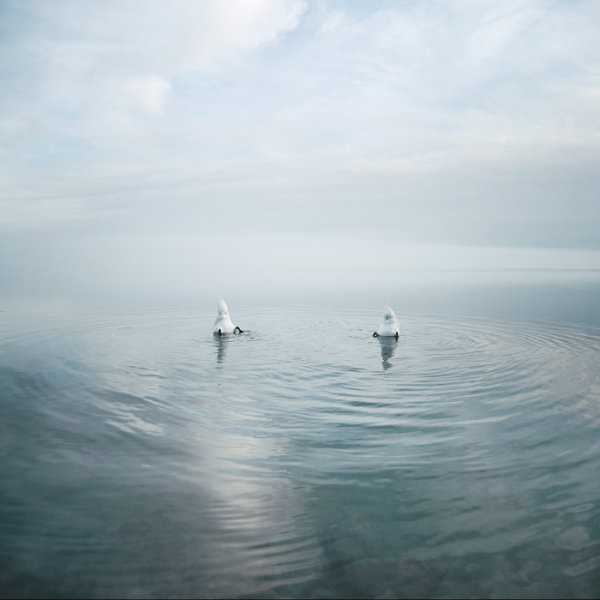 �����@Щ��Ƭ�������Ǹ��ƣ����o�ĺ���