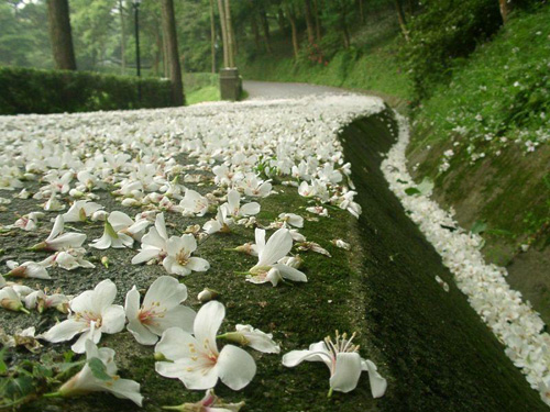 ϯĽ�ݽo12������Ψ����Ԋ