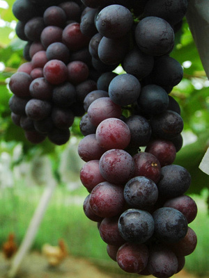 常吃4種黑色水果 抗老有奇效