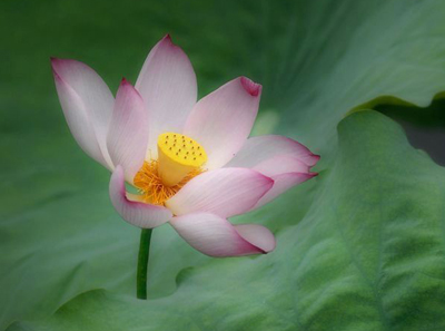 ɏ�ć��Z�������Lһ��ˮī����