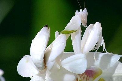 ��ɫ�����p�m��