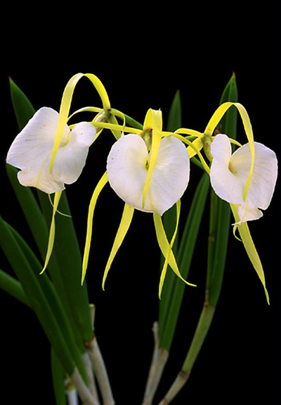 ��ɫ�����p�m��