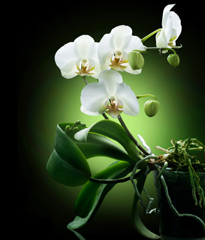 �Ļ��ȷ� �m������