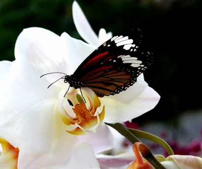 �Ļ��ȷ� �m������