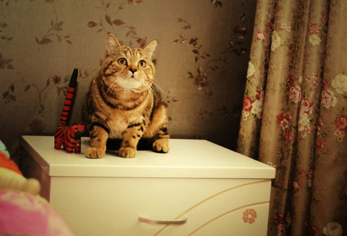 ����������С�؈ū�����Ҹ�����