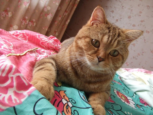 ����������С�؈ū�����Ҹ�����