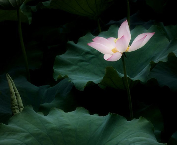 ���_ǧ�꣬�߳�ɏ������