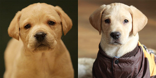 �R��ѩ�����ǵ�������ˇŮ����