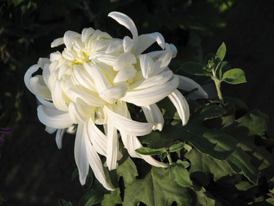 �ջ��������[ʿ��