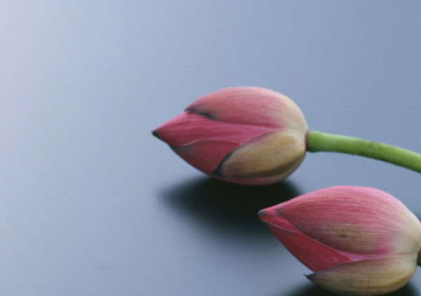 關于愛情,真話最殘忍