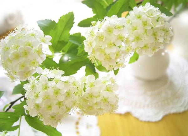 �Xһ�����e��ʢ�b���A������