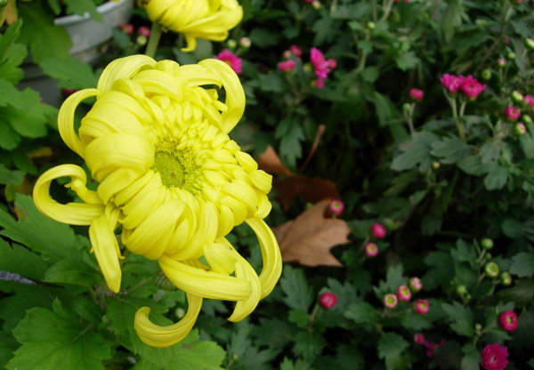 ������ζ���Ŷ����µľջ�