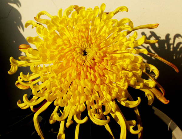 ������ζ���Ŷ����µľջ�