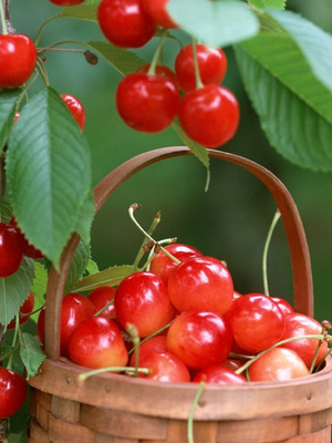 �l�fƽ�r�Ͳ�����Ч���ף�