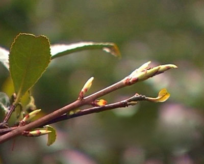 Ʒζ��(x��)����������ϹS��