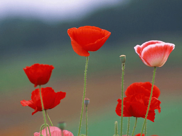 ����δ�룬��������