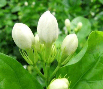 ���򻨲�Ʒ���