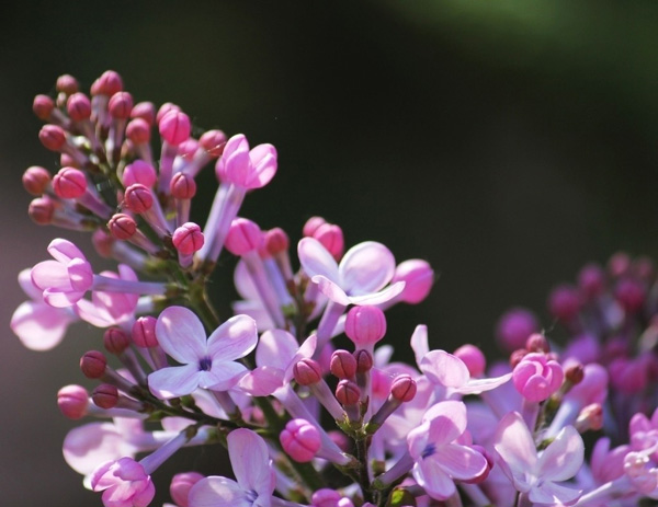 ���㻨�_����ɫ����