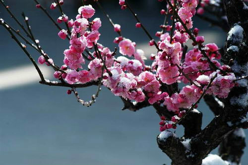 ��÷  ÷ ��÷