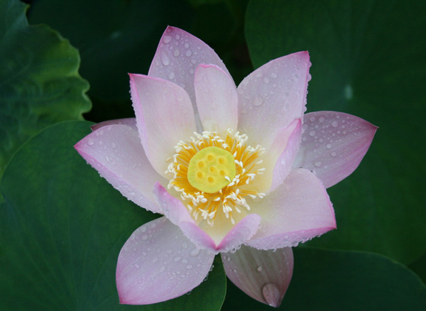 �ĹȺ�̶̎���U�İ�����