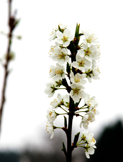 �A�M���A��ֻԸ������滨