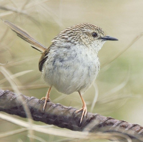 �������B ��ŭ��С�BҲ���^���