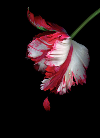 愛(ài)似罌粟,傷透心