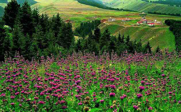 ������܇ȥ���У�Ʒ��ǧ��z·����