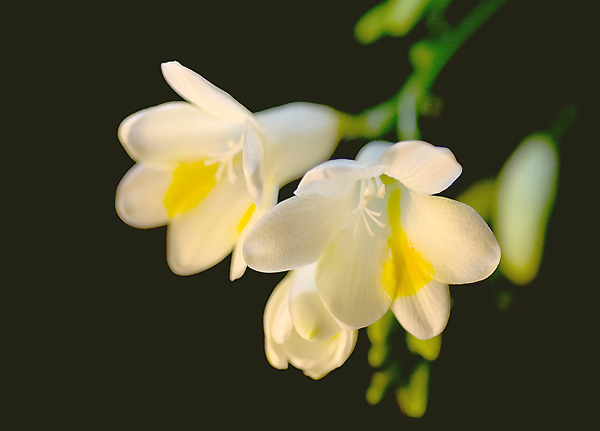 �yһ�{��ī��߬һ���ļ�