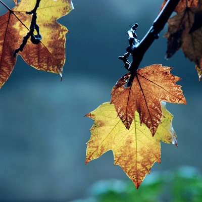 �����赭Ȼ