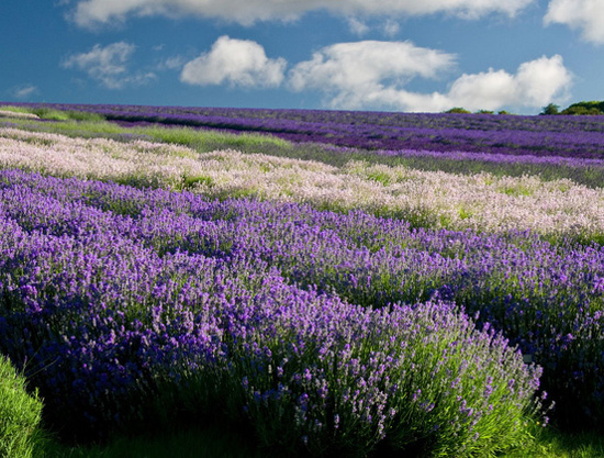 ��Ȼʲô����׌�����Y������