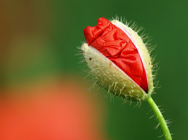 īȾ��퍣���������