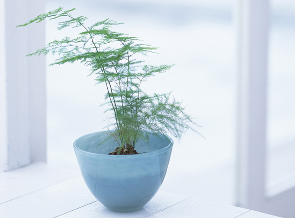 人生平平淡淡才是真