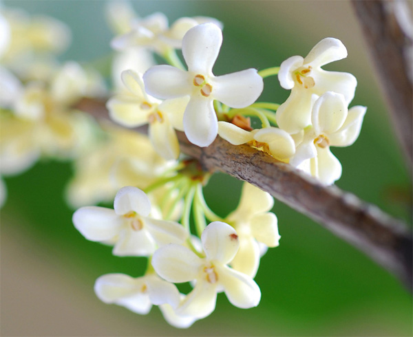 ����ܰ�����ѹ�