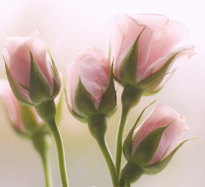 һĨ��g��΢Ц�A��