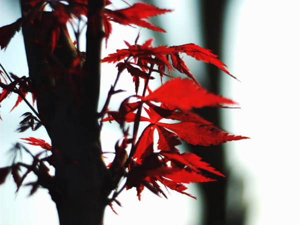 �ﶬδ�Ǖr������ ���Z���