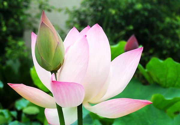 殘荷聽雨,落花殤