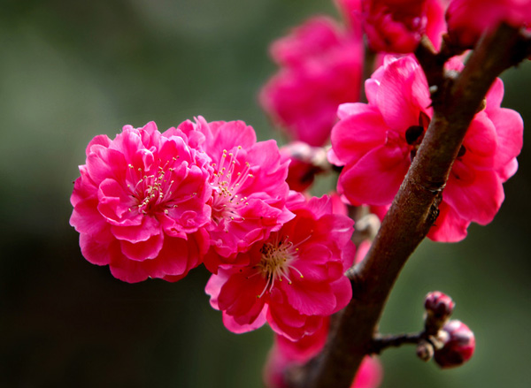 ���P�����һ�����^��ǧ��÷��