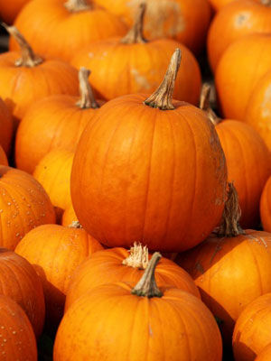 �ʳ�p�� �����������w������