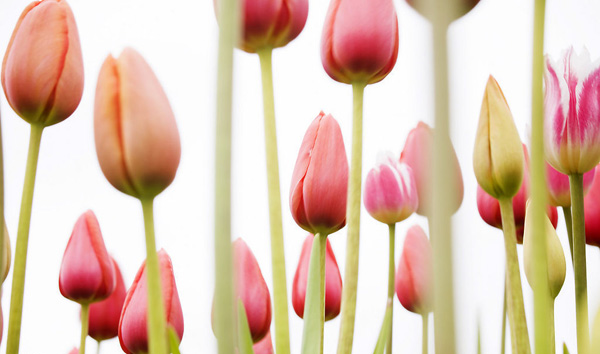 �o�wƷ�е���ζ ���Ƥ�w�Ƿ�Ҳ����һ�Ӑ�����