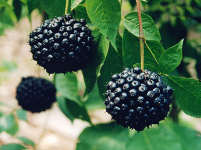 �ӼұطN6�N���� �ÿ����β�