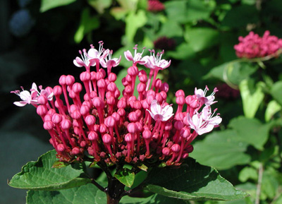 �ӼұطN6�N���� �ÿ����β�