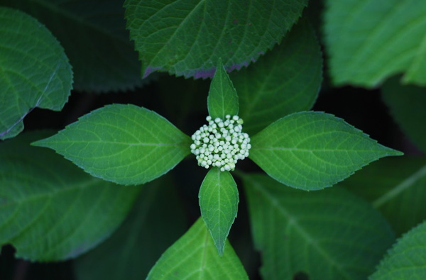 ̽��ֲ�������ı��B�W��