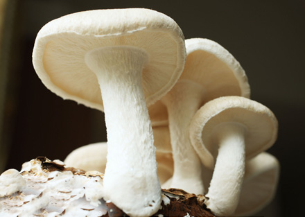 7種蔬菜讓你白嫩不長斑