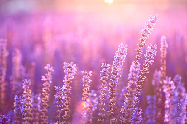 ޹�²ݾ��͵Ĺ�Ч�c���� ޹�²ݾ��͵�ʹ�÷���